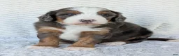 Mini Bernedoodle dogs for sale: Mini Louie  - Ad 10