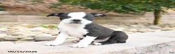 Boston Terrier dogs for sale: Mickey - Ad 1