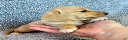 Miniature Dachshund dogs for sale: Fynn - Ad 4