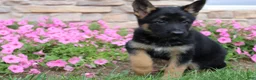 German Shepherd dogs for sale: Hailey - Ad 4