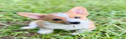 American Corgi dogs for sale: American Corgi 2 - Ad 2
