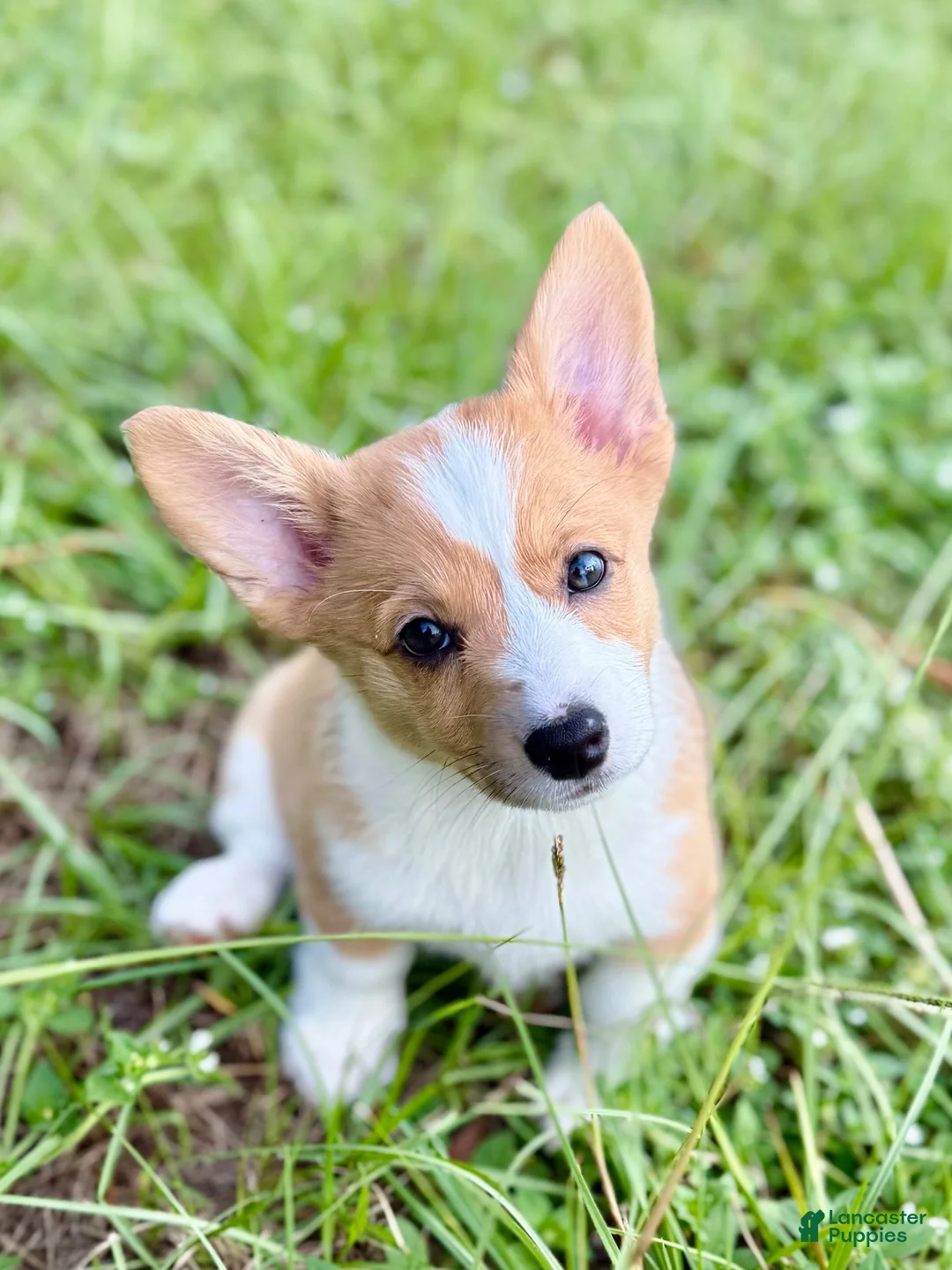 American Corgi dogs for sale: American Corgi 2 - Ad 2