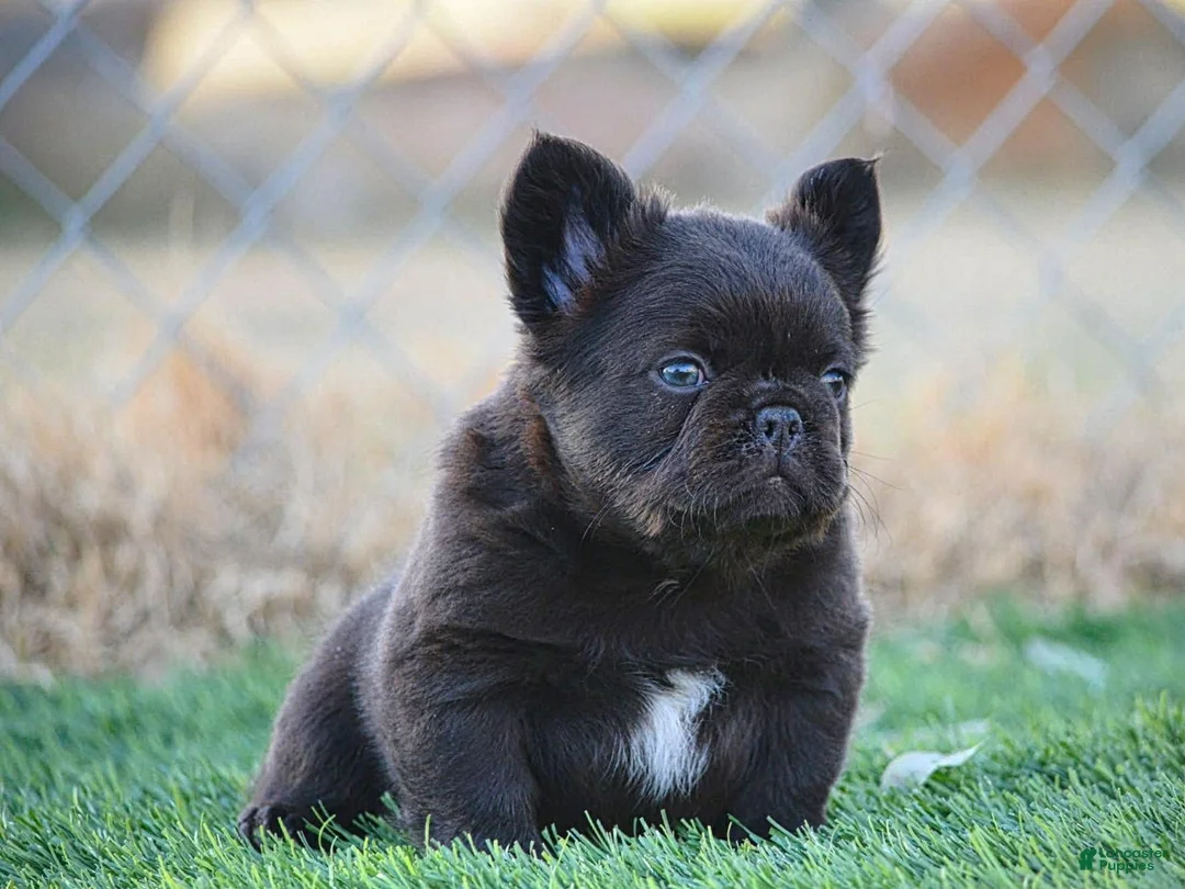 French Bulldog dogs for sale: French Bulldog Puppy 4 - Ad 5