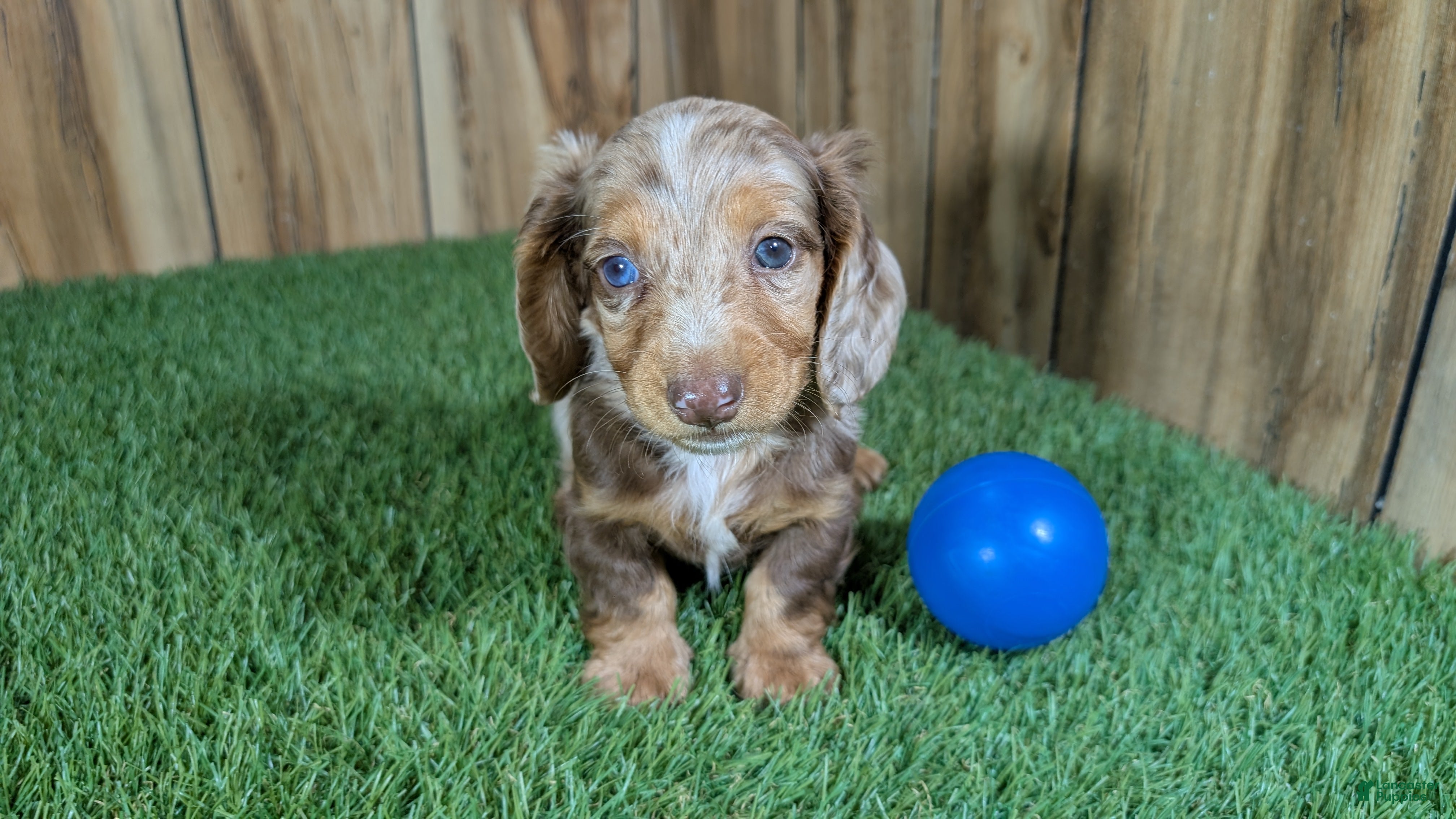 Dachshund dogs Crackers Boy 1 - Ad 2