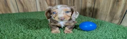 Dachshund dogs for sale: Crackers Boy 1 - Ad 2