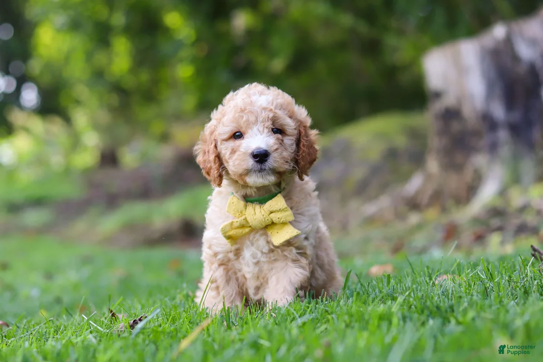 Mini Goldendoodle dogs for sale: Denali - Ad 1