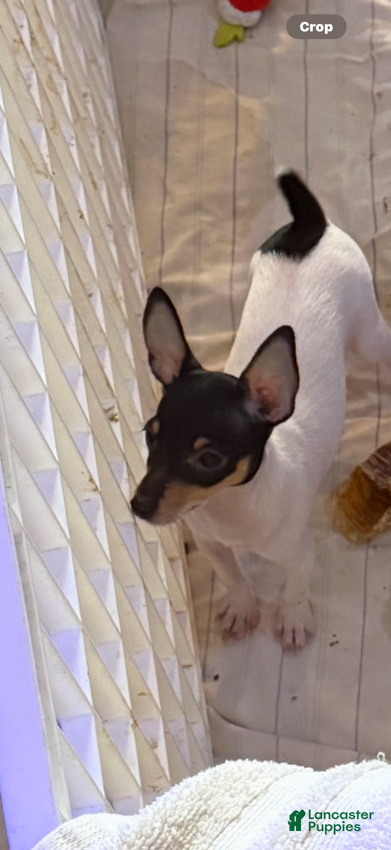 Toy Fox Terrier dogs Toy Fox Terrier Puppy 2 - Ad 2