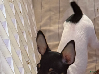 Toy Fox Terrier dogs Toy Fox Terrier Puppy 2 - Ad 2