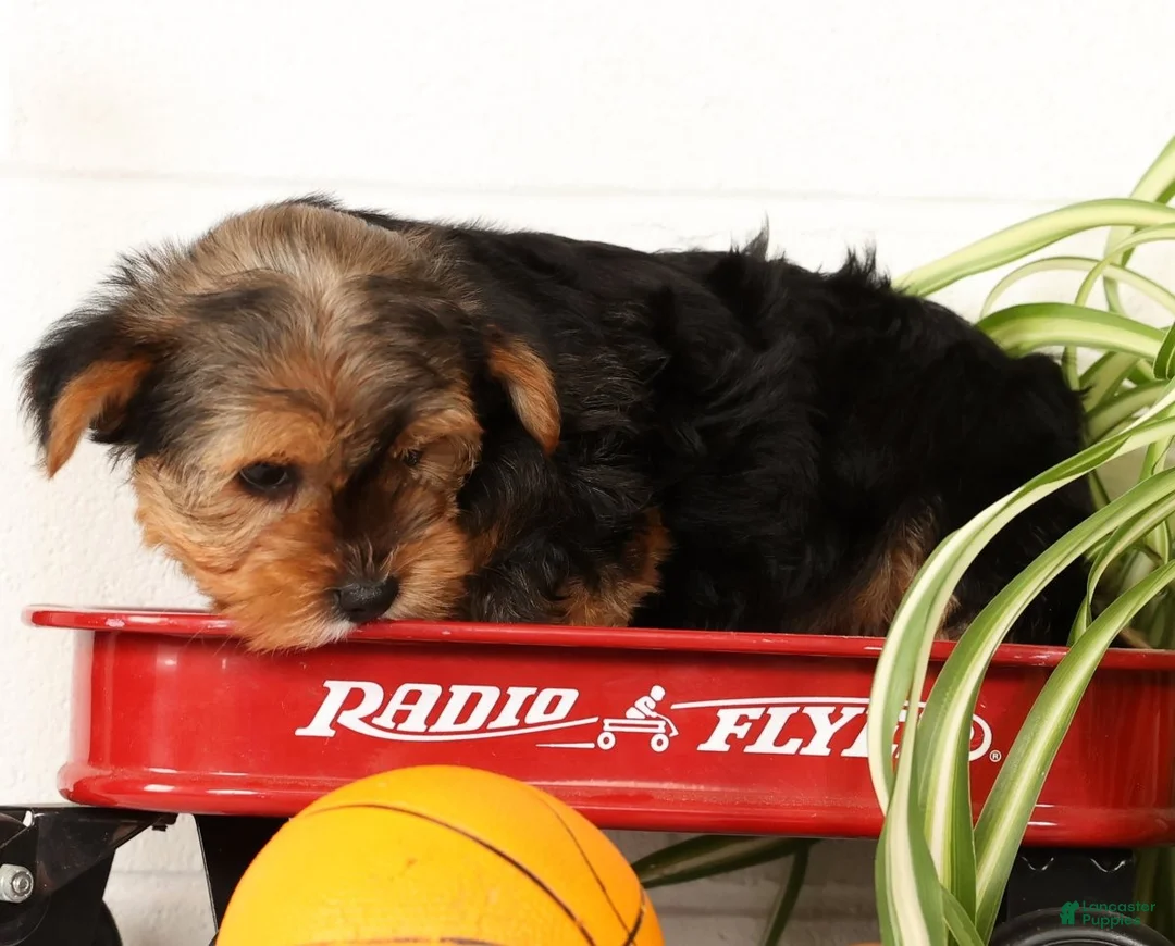 Yorkshire Terrier dogs for sale: Kato - Ad 18