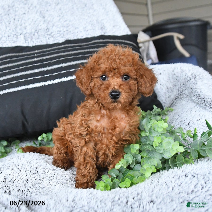Toy Poodle dogs Jax - Ad 2