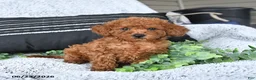 Toy Poodle dogs for sale: Jax - Ad 2