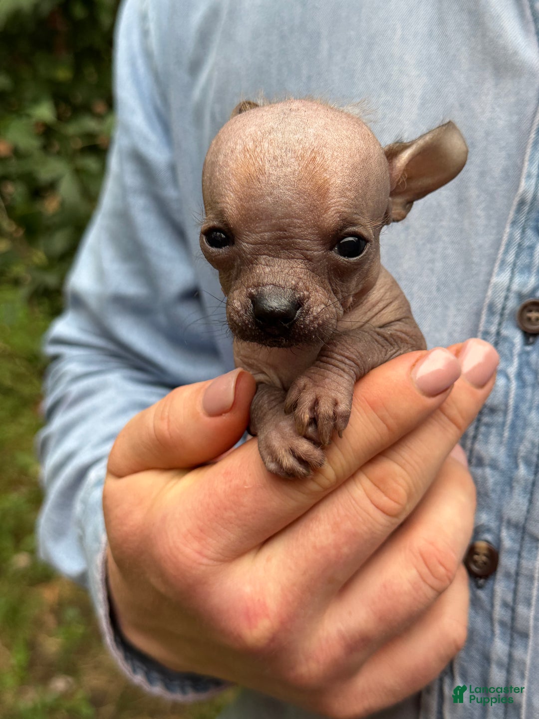 Mixed Breed dogs for sale: Cleopatra  - Ad 26