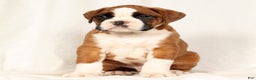 Boxer dogs for sale: Sultan - Ad 4