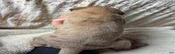 Great Dane dogs for sale: Luigi - Ad 2