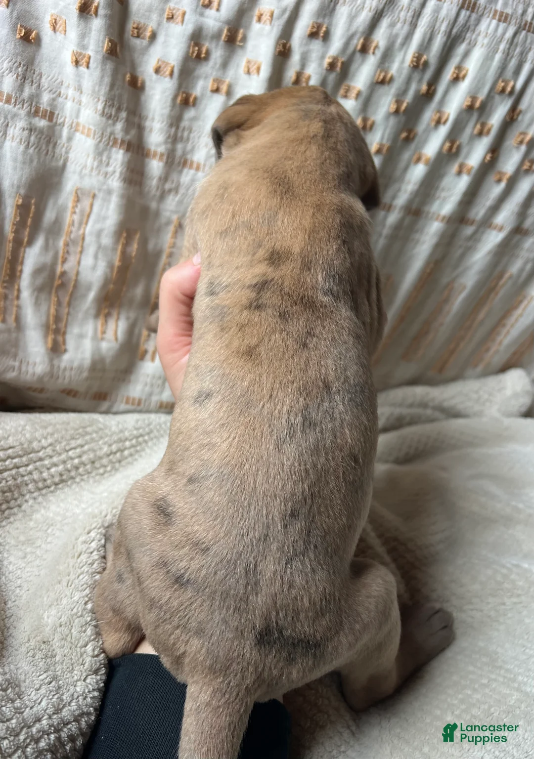 Great Dane dogs for sale: Luigi - Ad 2