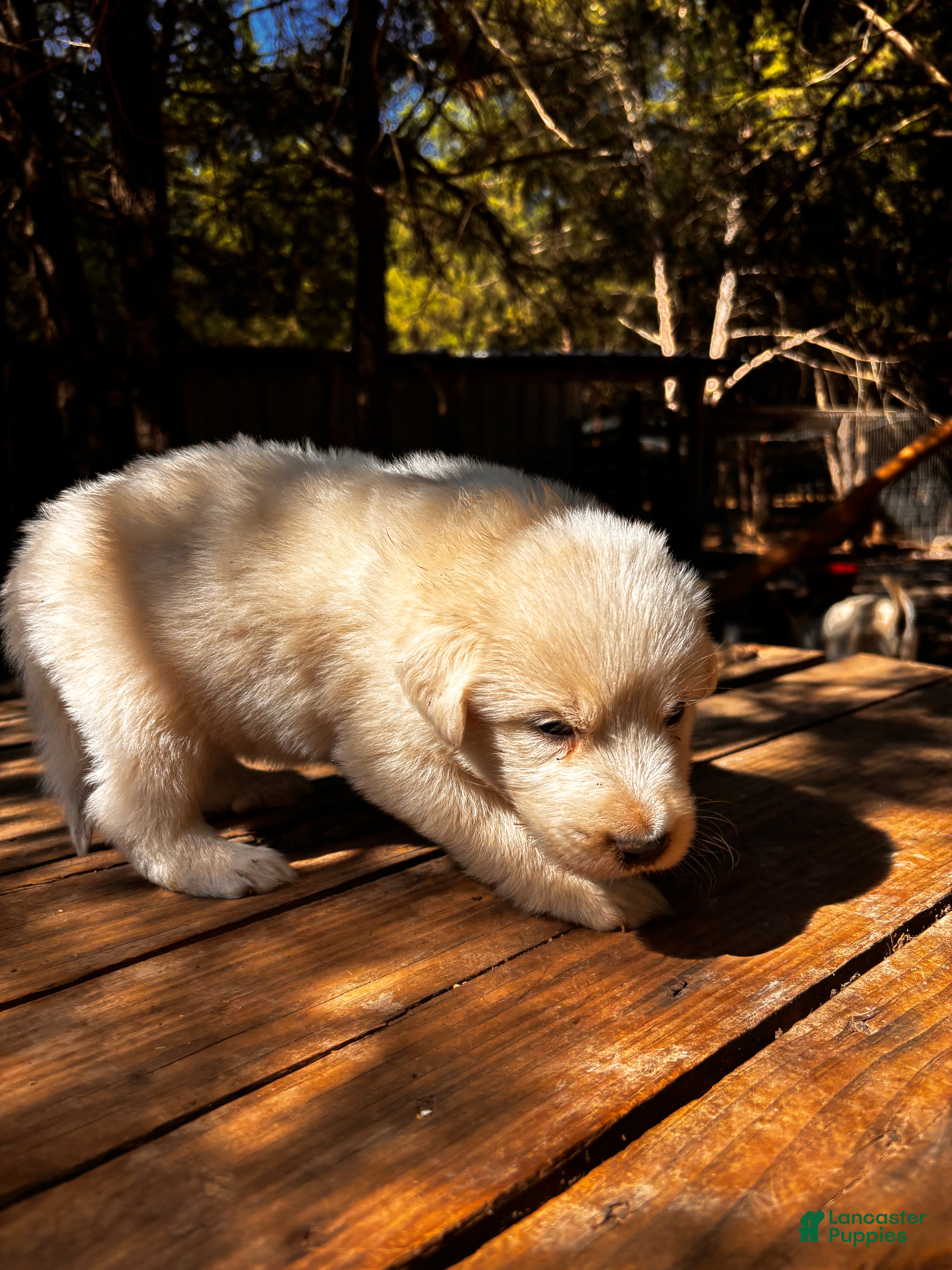 Great Pyrenees
