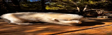 Great Pyrenees 7