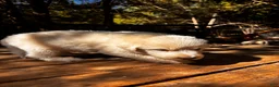 Great Pyrenees dogs for sale: Great Pyrenees 7 - Ad 1