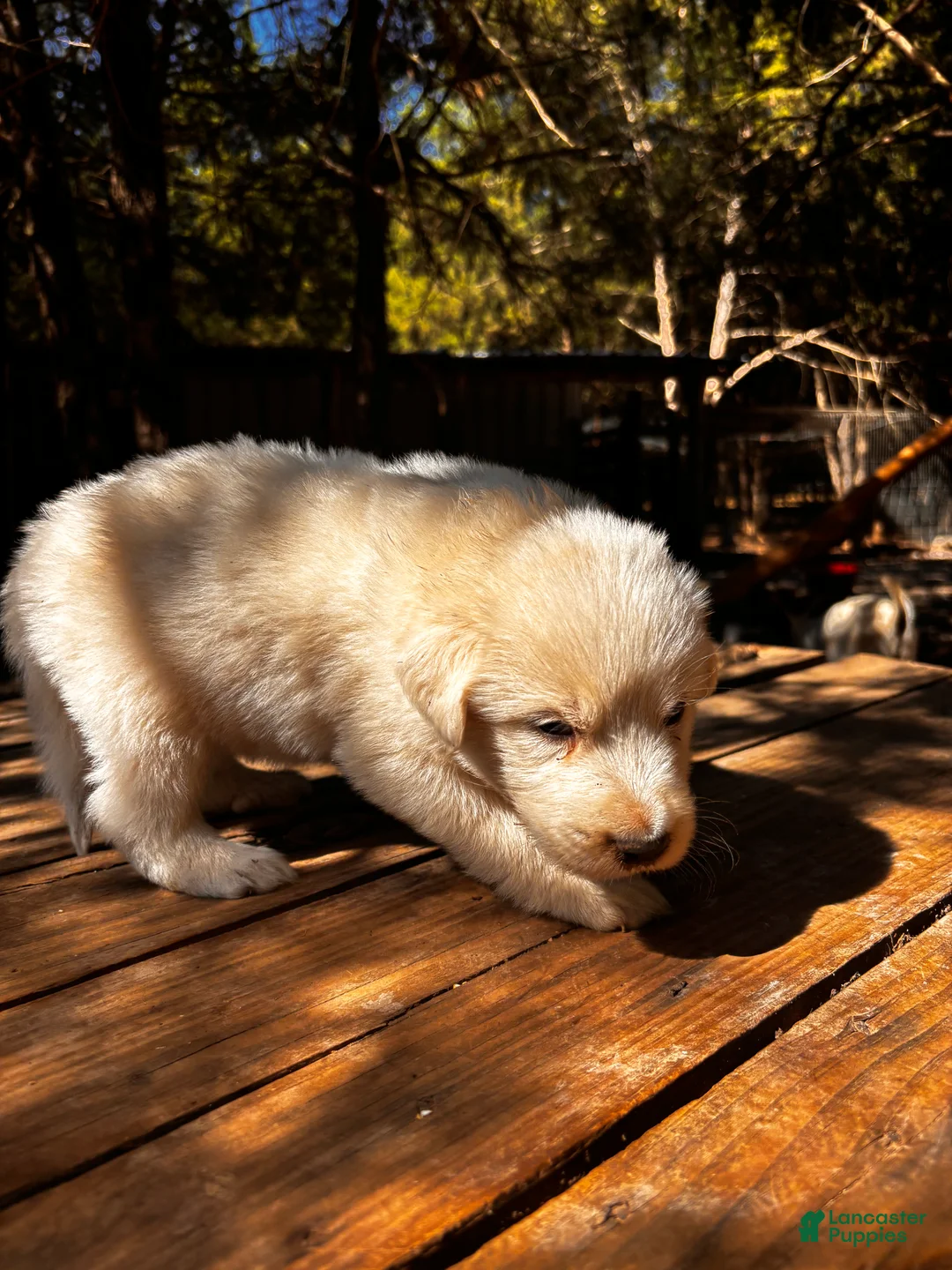 Great Pyrenees dogs for sale: Great Pyrenees 7 - Ad 1