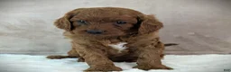 Cavapoo dogs for sale: Rusty - Ad 5