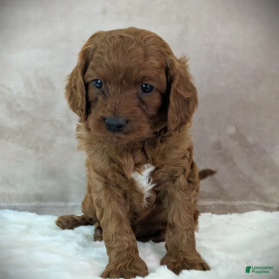 Cavapoo dogs for sale: Rusty - Ad 5