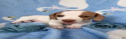 Miniature Dachshund dogs for sale: Miniature Dachshund 1- Ella - Ad 3