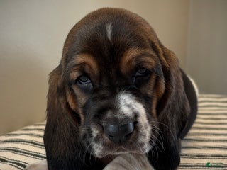 Basset Hound dogs Ralphie - Ad 32
