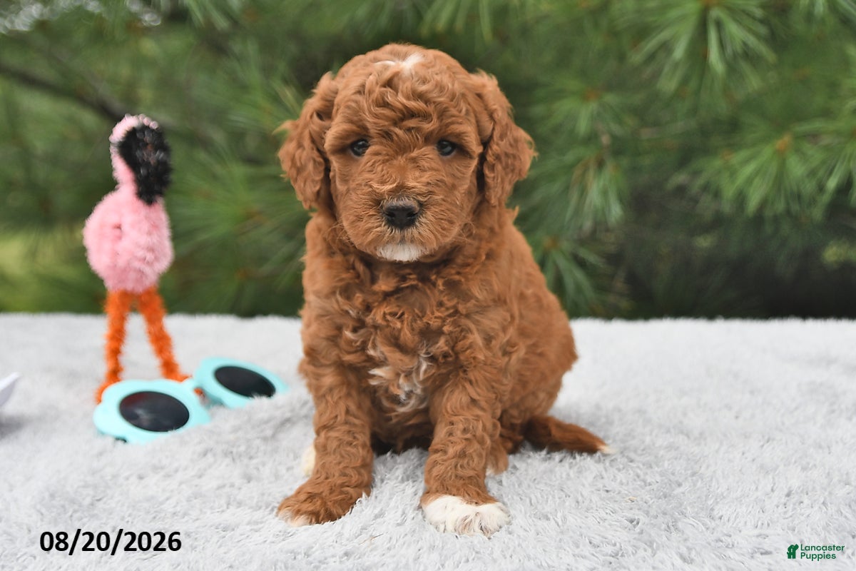 Mini Goldendoodle dogs Ruby - Ad 1