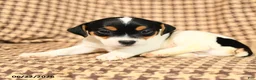 Jack Russell Terrier dogs for sale: Brandon - Ad 2