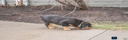 Rottweiler dogs for sale: Forest - Ad 2