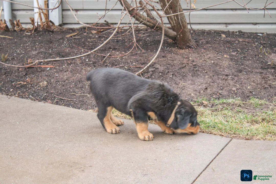 Rottweiler dogs for sale: Forest - Ad 2