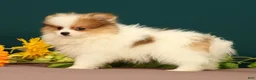 Pomeranian dogs for sale: Tinkerbell - Ad 5