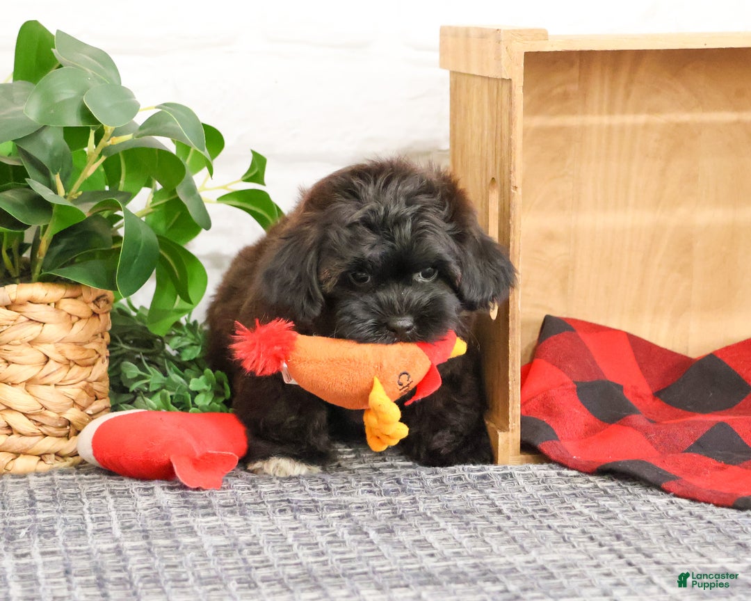 Shihpoo dogs for sale: Harry - Ad 1