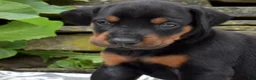 Doberman Pinscher dogs for sale: Orchid - Ad 5