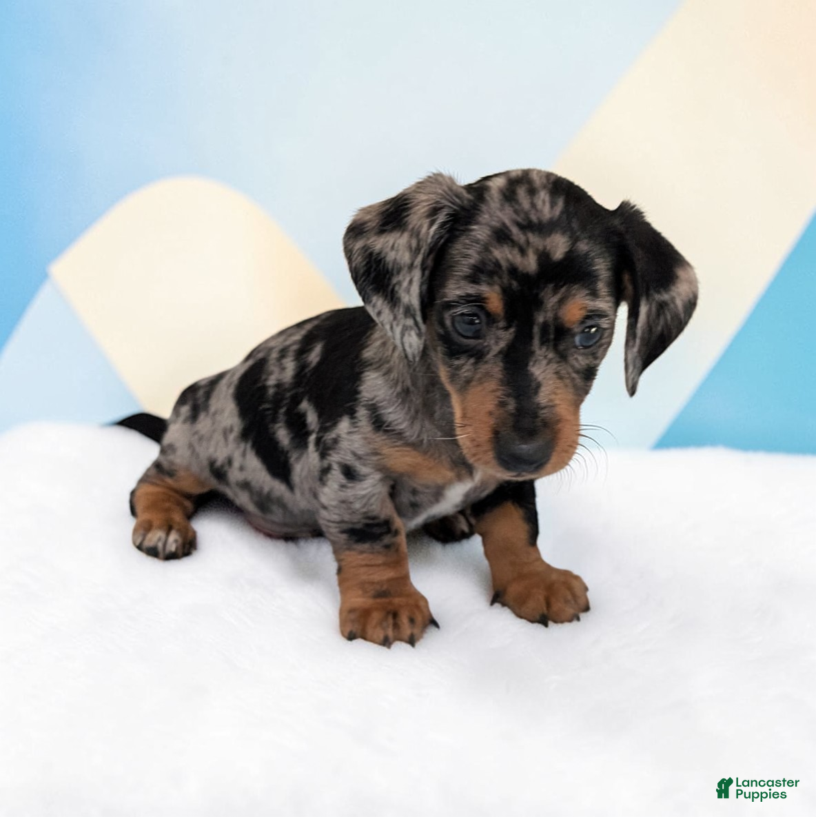 Miniature Dachshund dogs Scooby - Ad 2