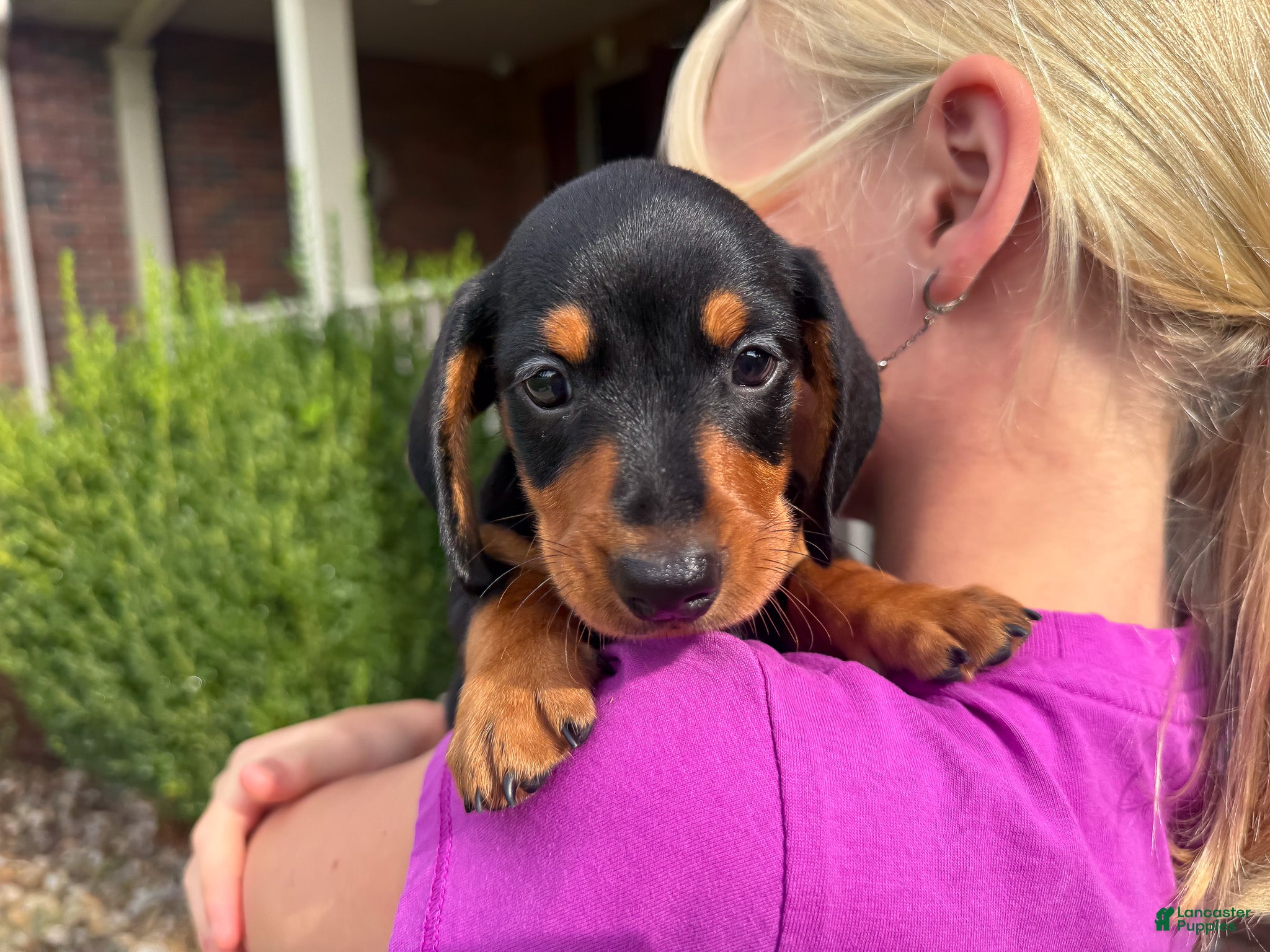 Miniature Dachshund dogs Tucker - Ad 1