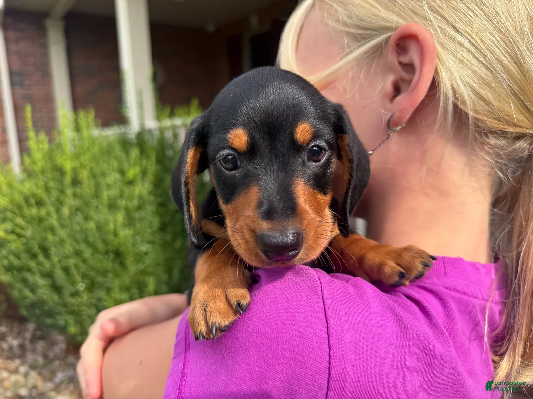 Miniature Dachshund dogs for sale: Tucker - Ad 1