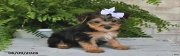 Yorkshire Terrier dogs for sale: Breeze - Ad 5
