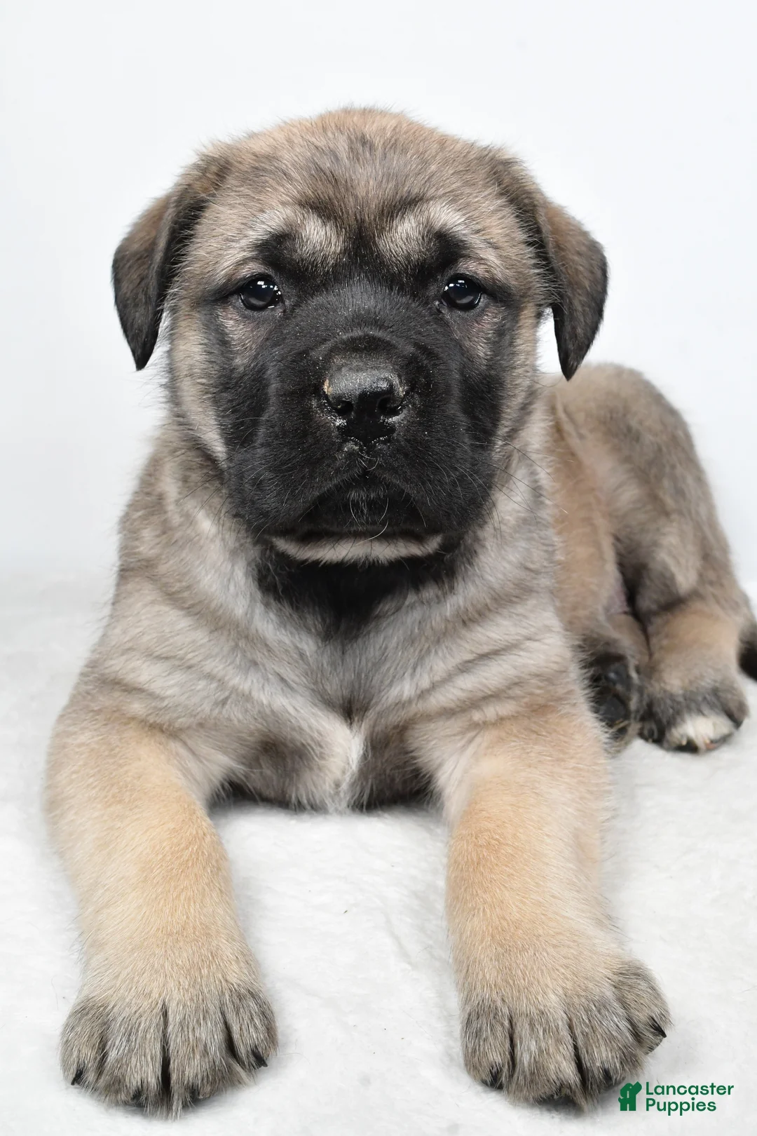 English Mastiff dogs for sale: Beauty - Ad 4