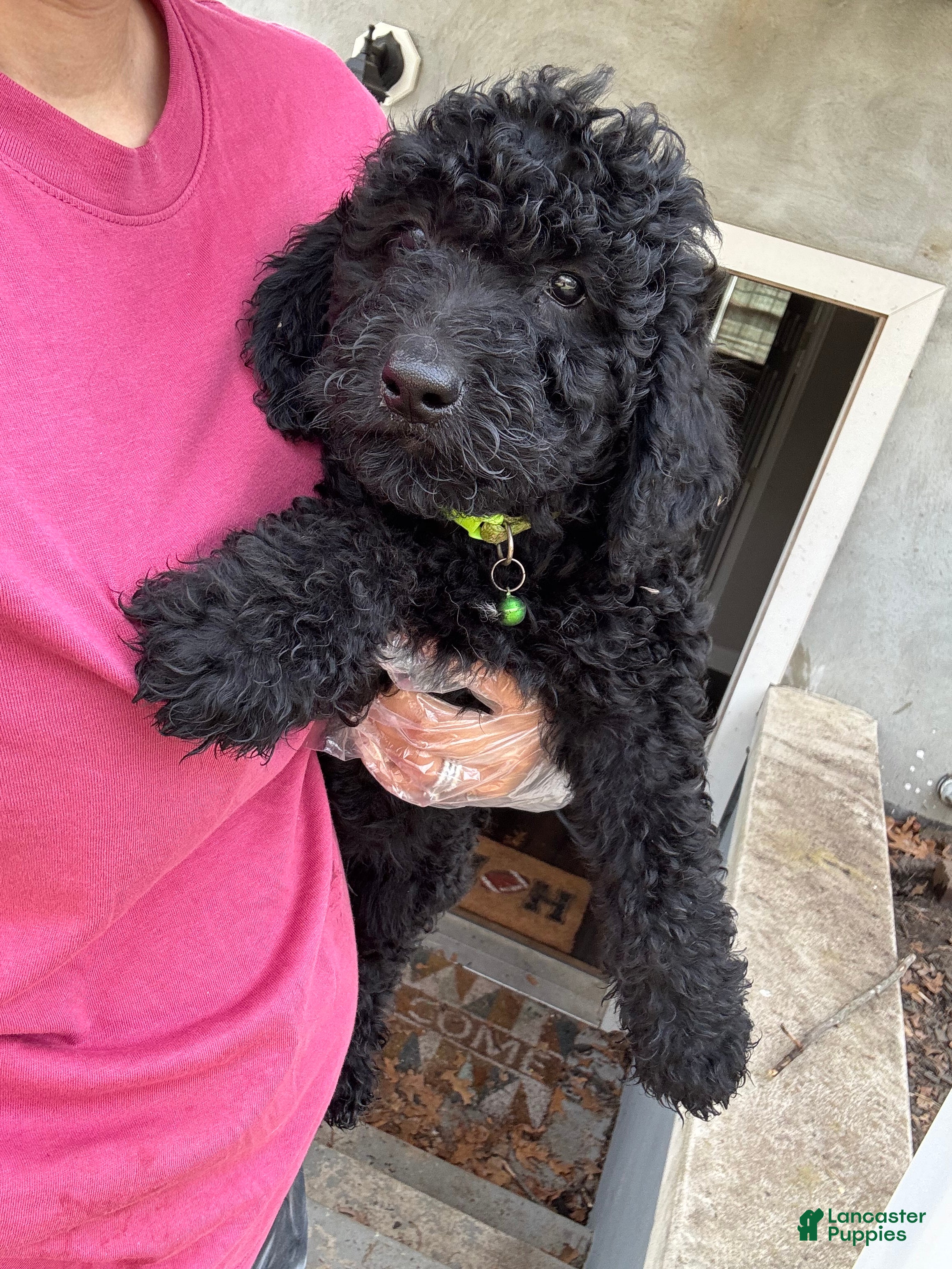 Goldendoodle dogs Rocky  - Ad 26