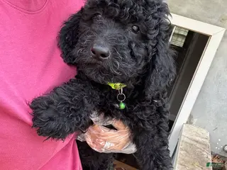 Goldendoodle dogs Rocky - Ad 26