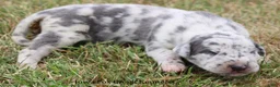 Great Dane dogs for sale: Shakira - Ad 5