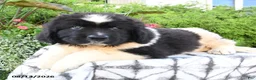Newfoundland dogs for sale: Maritime - Ad 5
