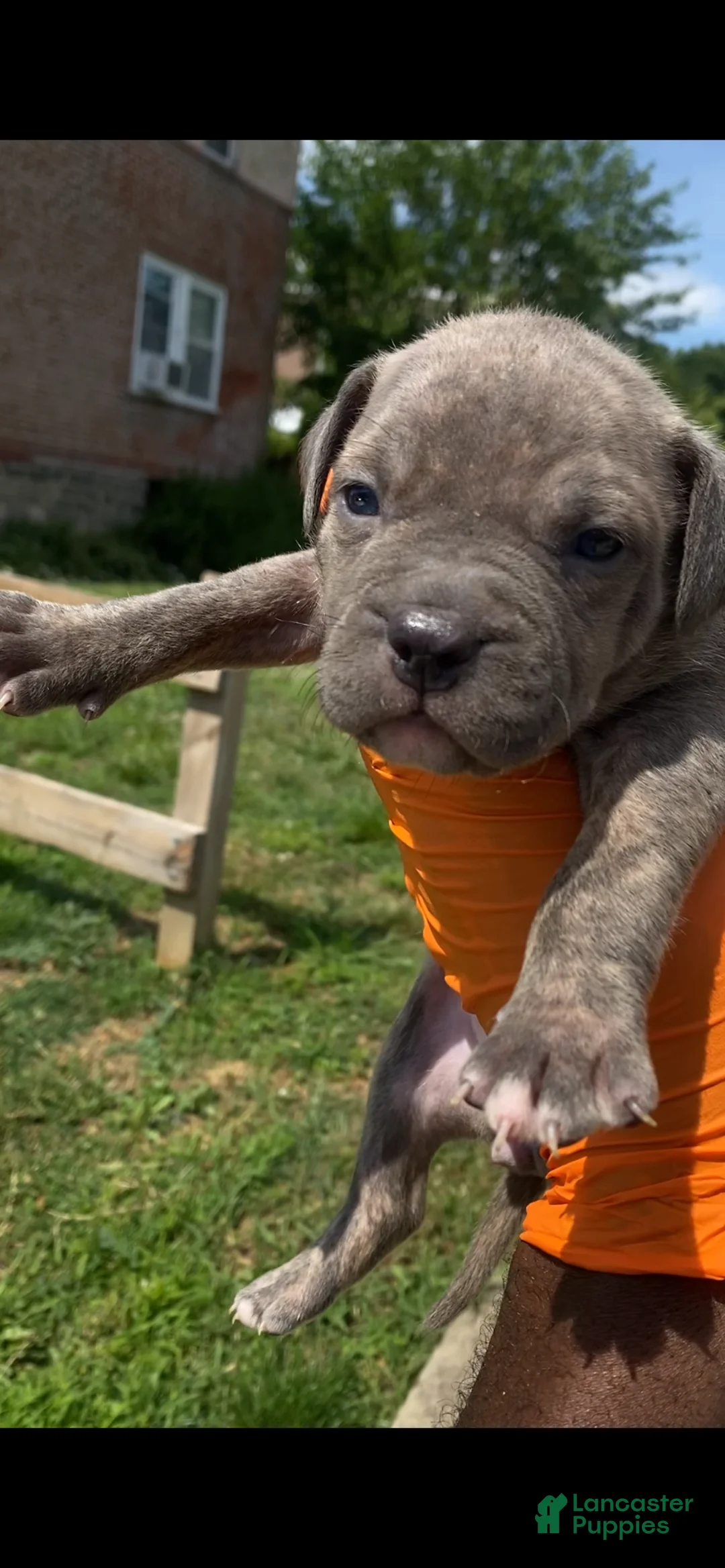American Bully dogs for sale: American Bully 1 - Ad 1