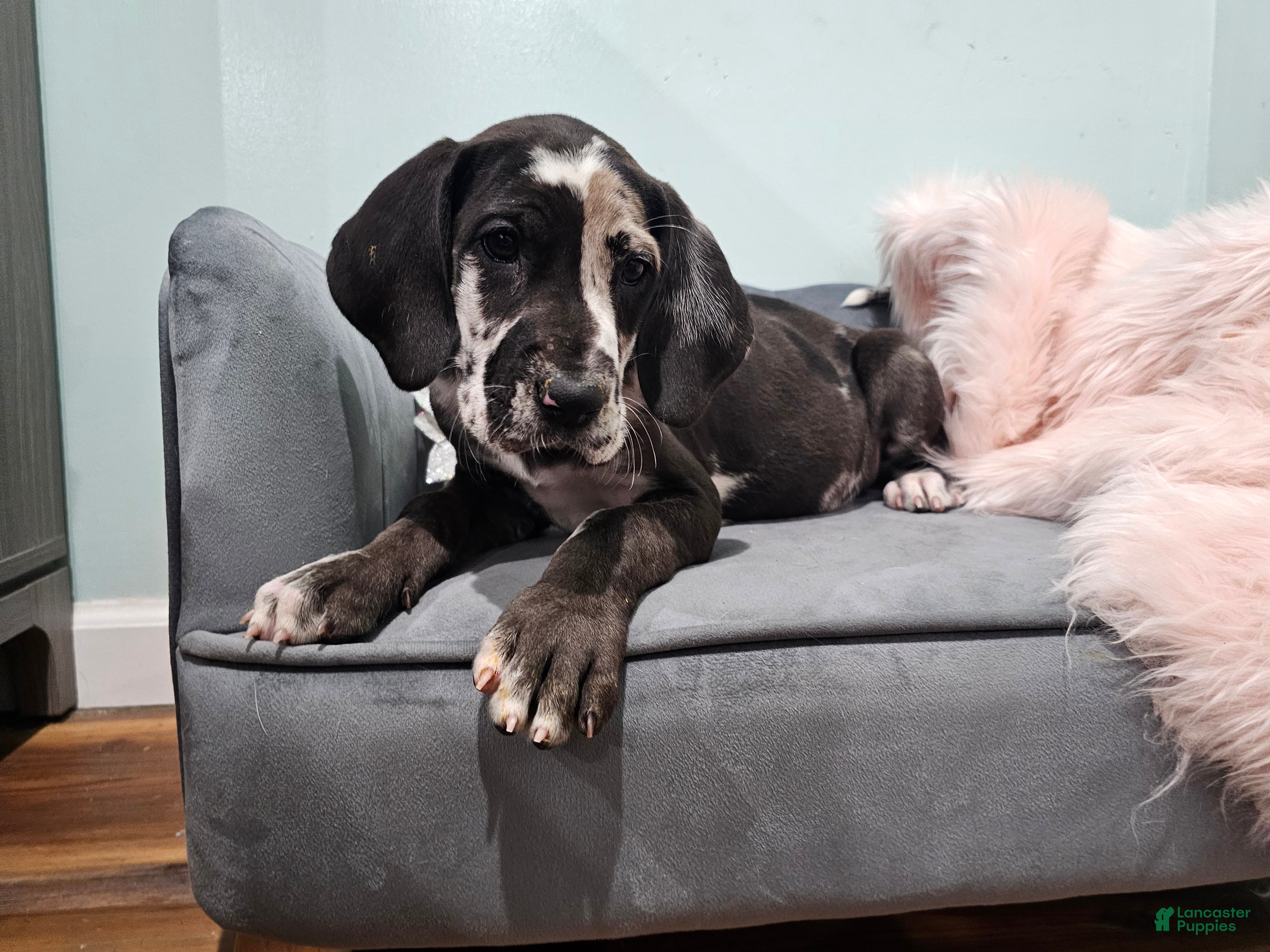 Great Dane dogs Harlequin Beauty  - Ad 1