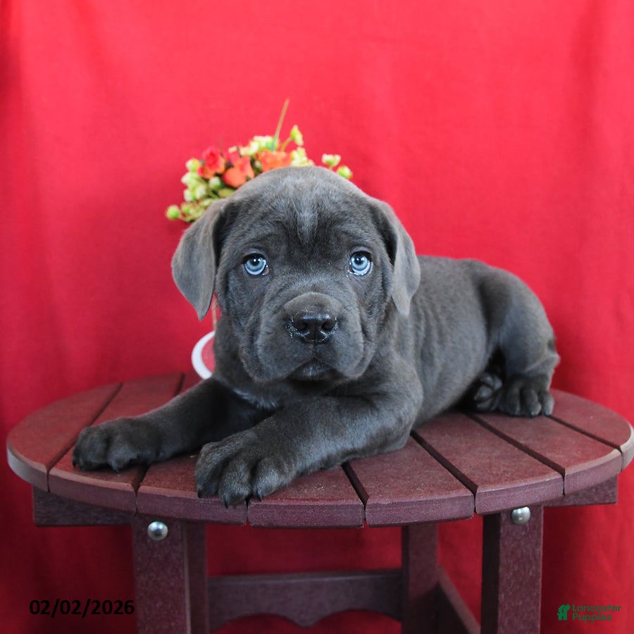 Cane Corso dogs for sale: Walter - Ad 2