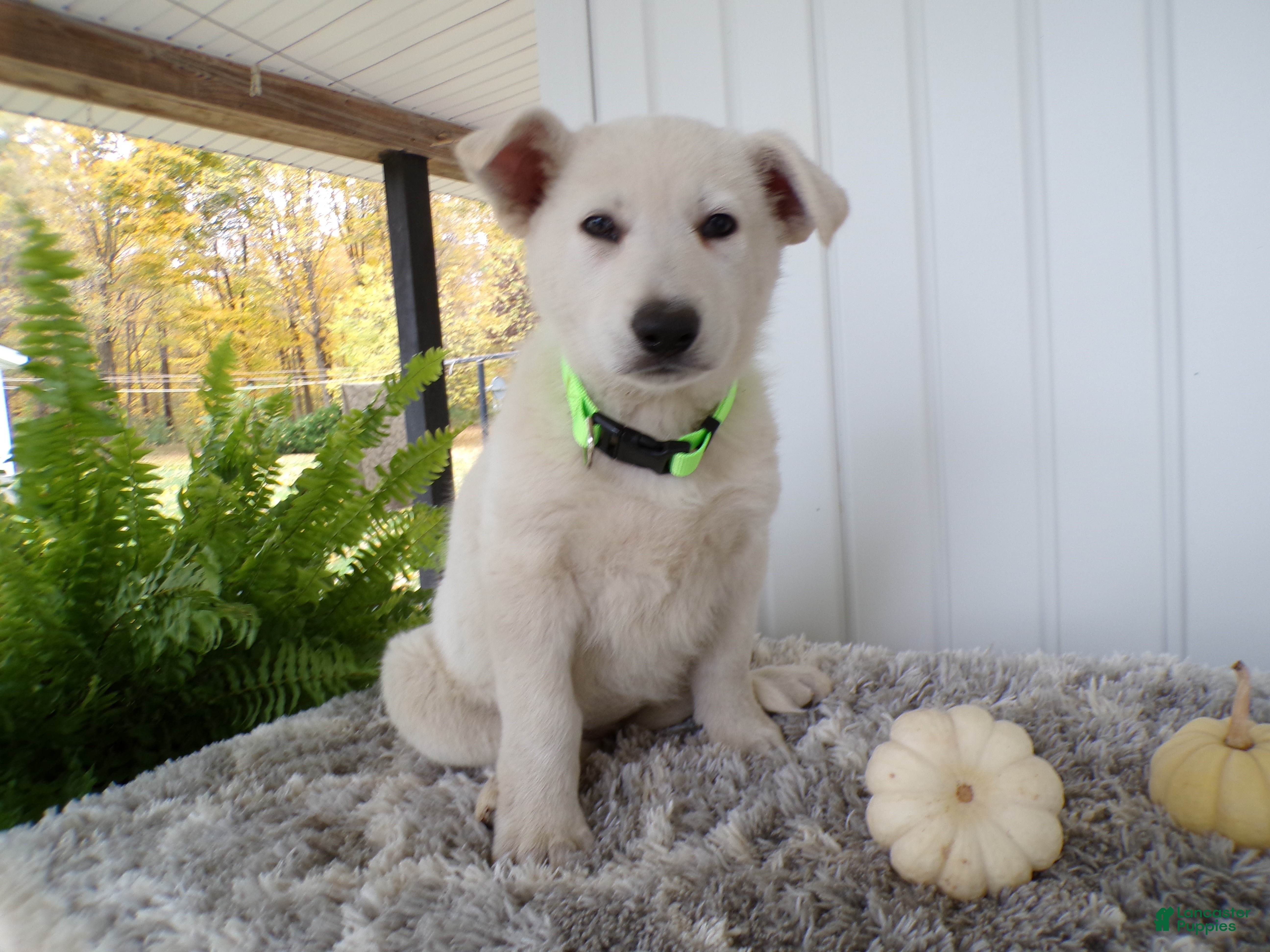 German Shepherd dogs German Shepherd Puppy 1 Trever - Ad 7