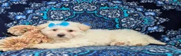 Bichon Frise dogs for sale: Carleen - Ad 6