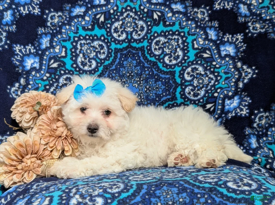 Bichon Frise dogs for sale: Carleen - Ad 6