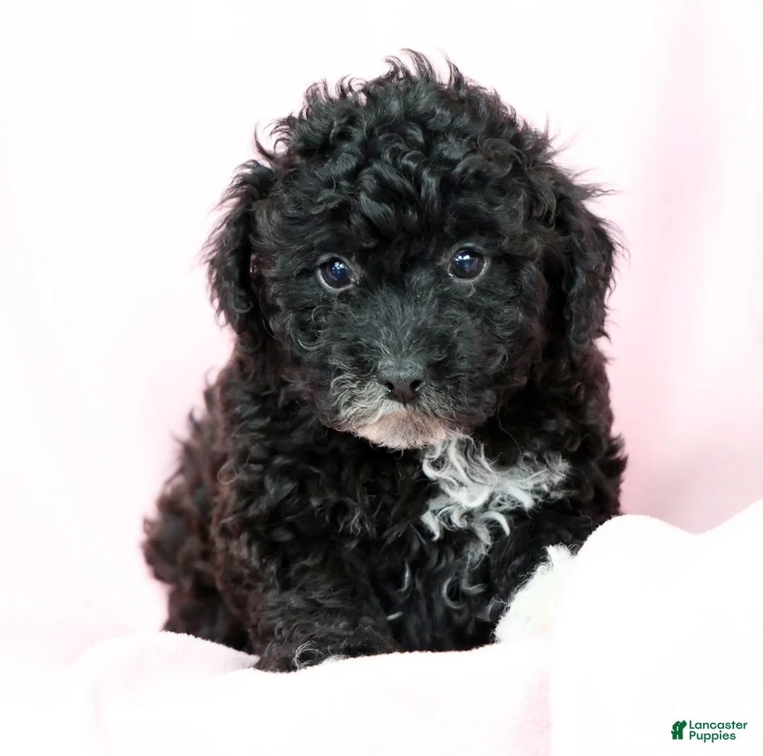 Toy Poodle dogs for sale: Blaire - Ad 7
